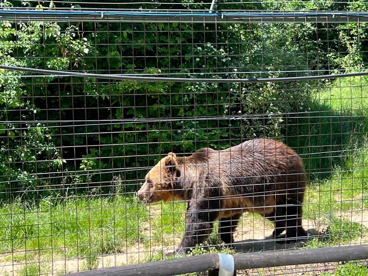 Bear Watching near Brașov: Libearty, Licensed Hides and Why You Never Feed a Bear