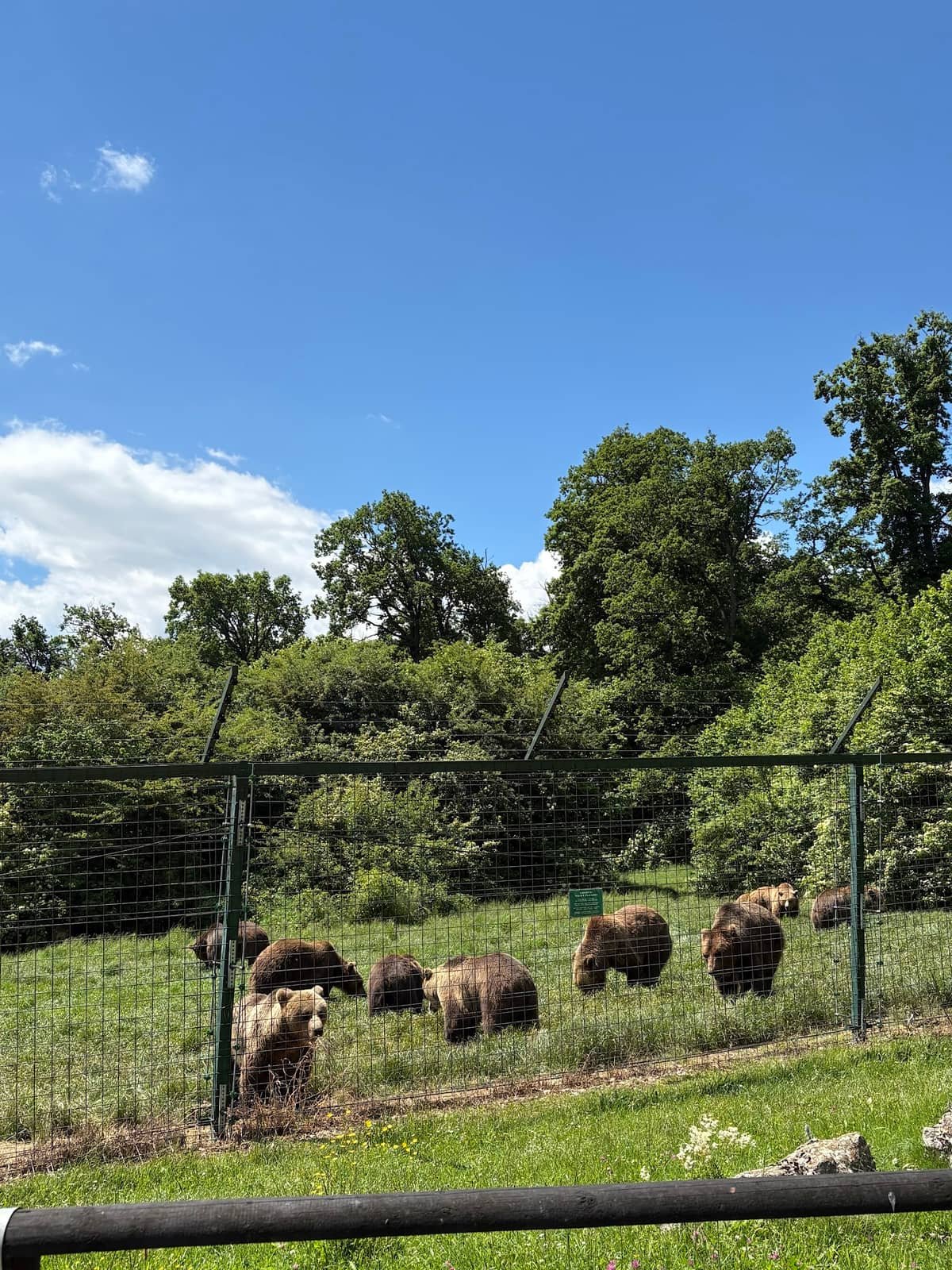 Sanctuarul de Urși Libearty — 2