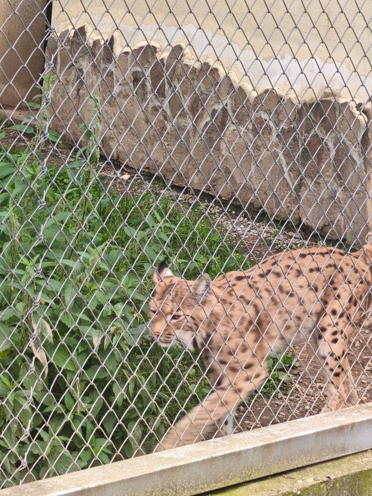 Grădina Zoologică Brașov — 2