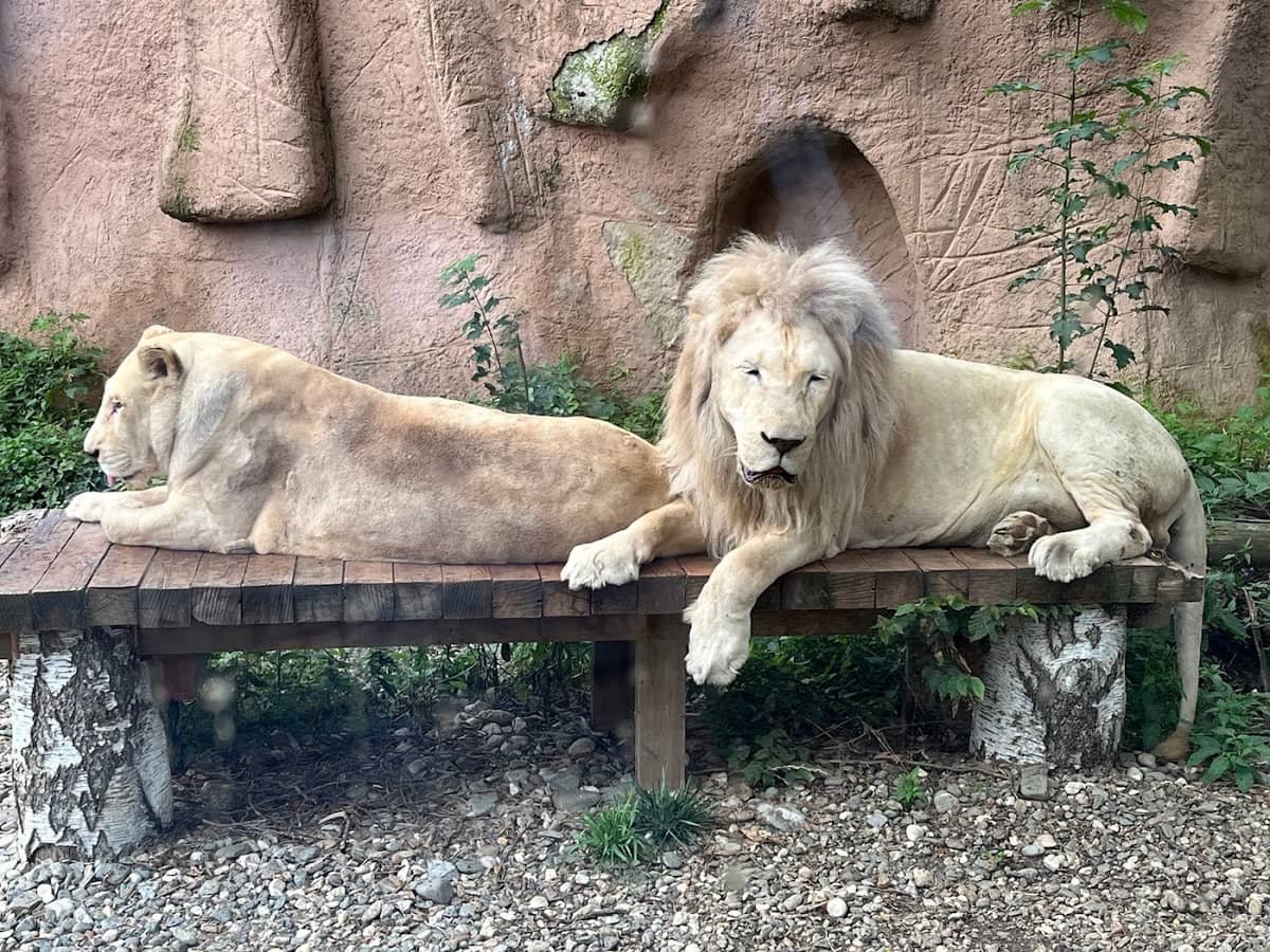 Grădina Zoologică Brașov — 3